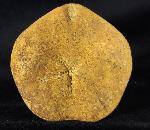 Astrolampas depressus (AGASSIZ in AGASSIZ & DESOR 1847) - Bild &copy; FossNet FossilienStore